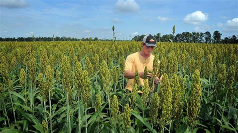 Food Fiber Forestry and Fun 